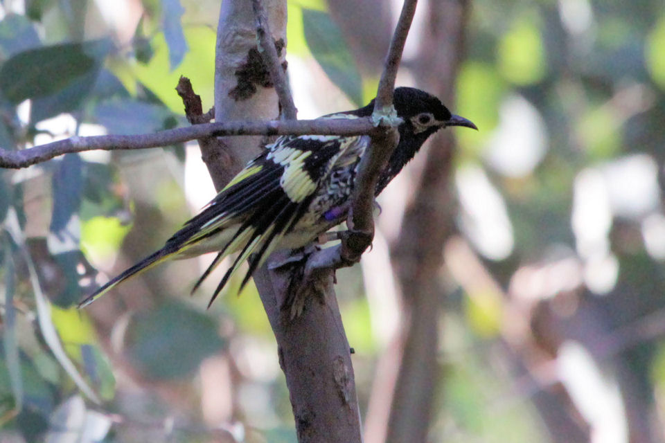 Regent Honeyeater (Anthochaera phrygia)